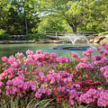 Azaleas